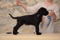 Knírač velký s PP